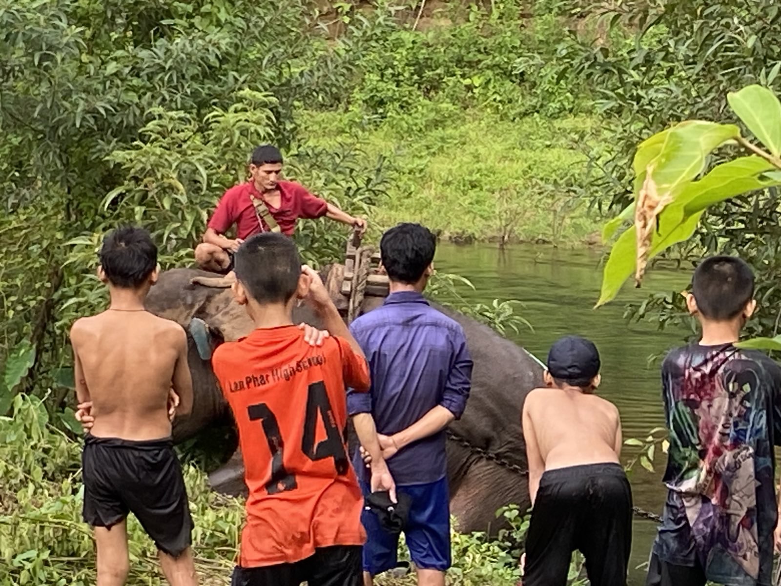20.6.24 elefante in tiro